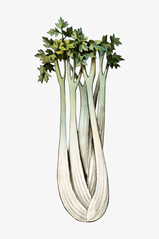 Leek, vintage vegetable illustration.  Remixed by rawpixel. 