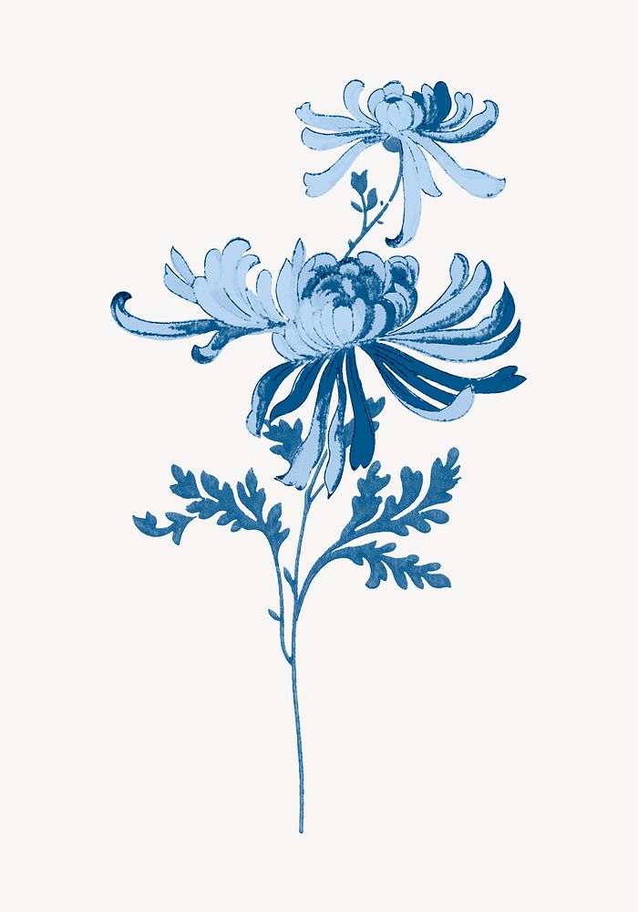 Vintage chrysanthemum flower aesthetic, blue, monochromatic psd