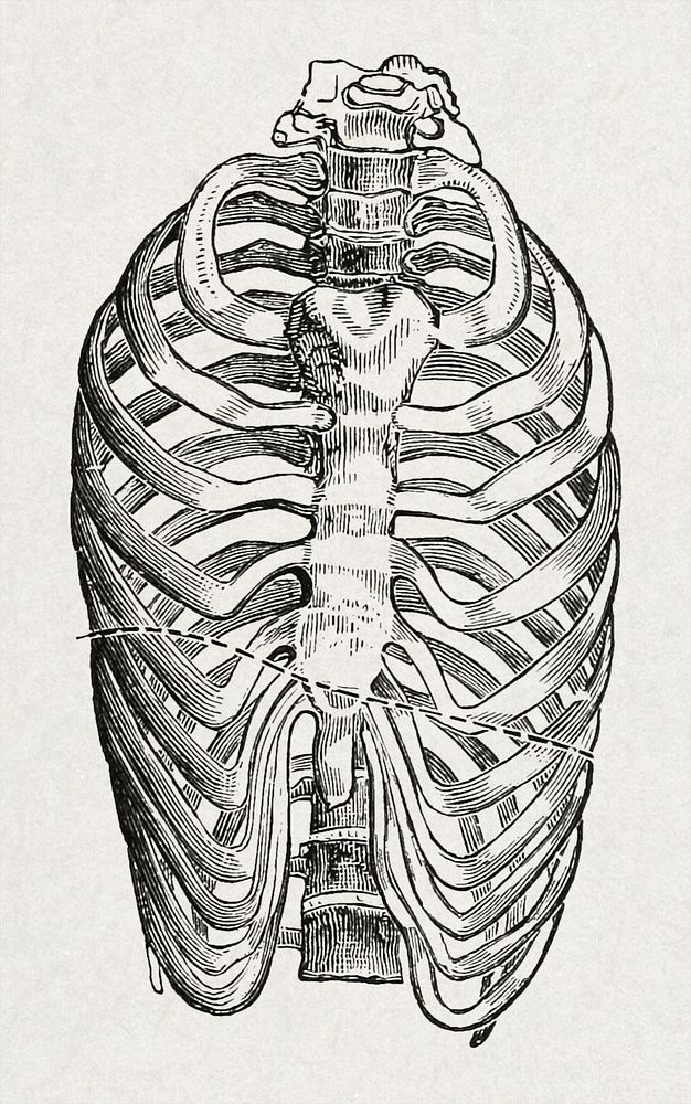 Anatomy, physiology and hygiene (1890), vintage bones illustration. Original public domain image from Wikimedia Commons. …