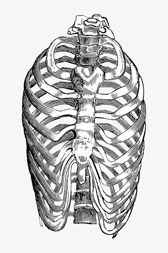 Vintage human bones, medical illustration. Remixed by rawpixel.