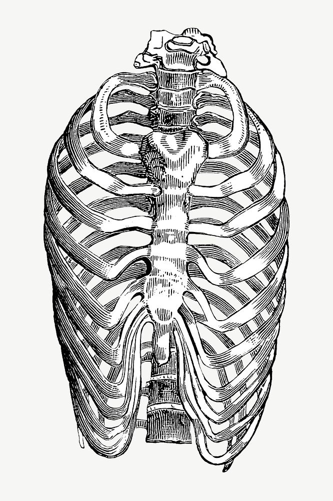 Vintage human bones, medical illustration psd. Remixed by rawpixel.