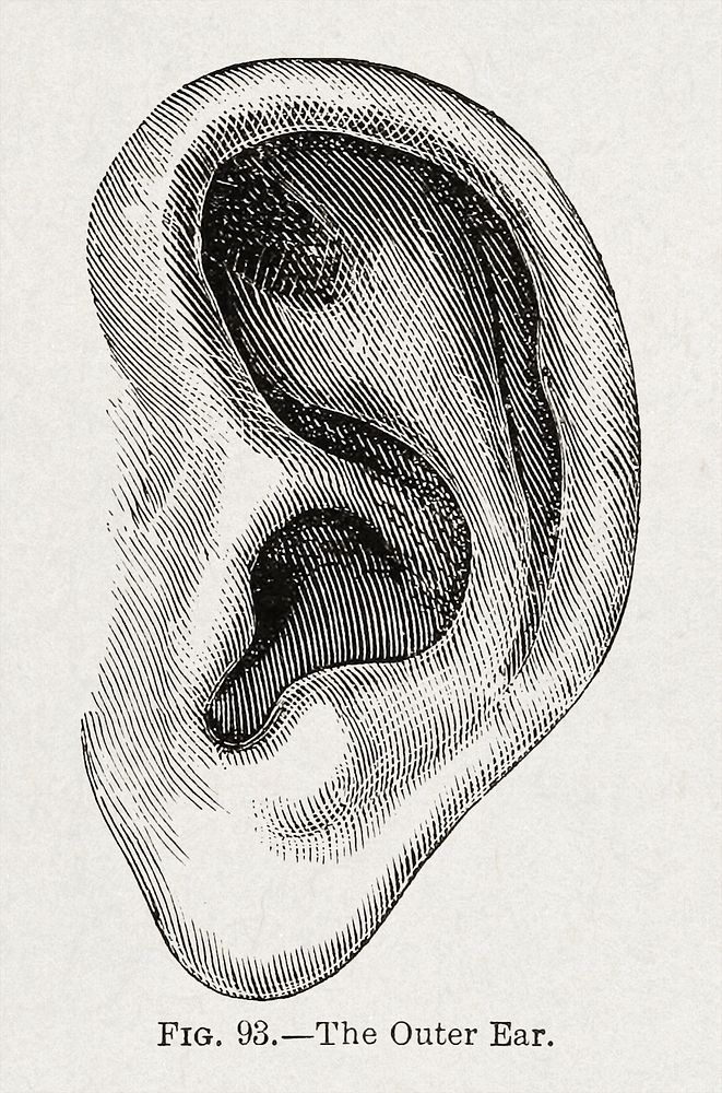 Anatomy, physiology and hygiene (1890), vintage ear illustration. Original public domain image from Wikimedia Commons. …