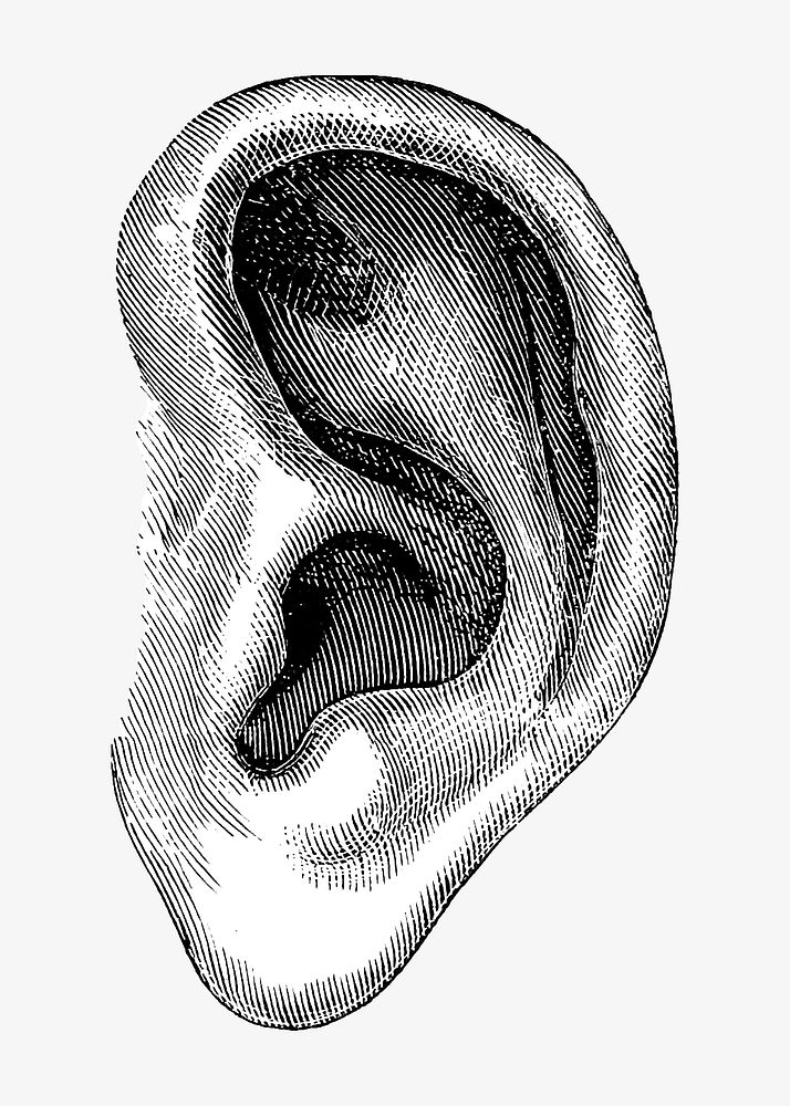 Vintage ear, medical illustration. Remixed by rawpixel.