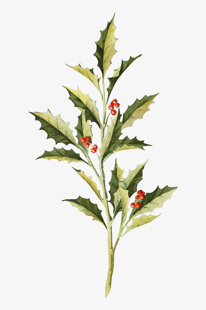 Holly berry, vintage Christmas illustration by Ludvig Sandöe Ipsen. Remixed by rawpixel.