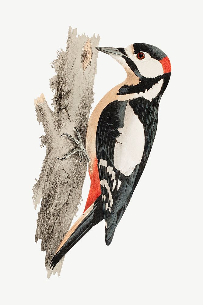 Woodpecker bird, vintage animal illustration by Wilhelm von Wright psd. Remixed by rawpixel.