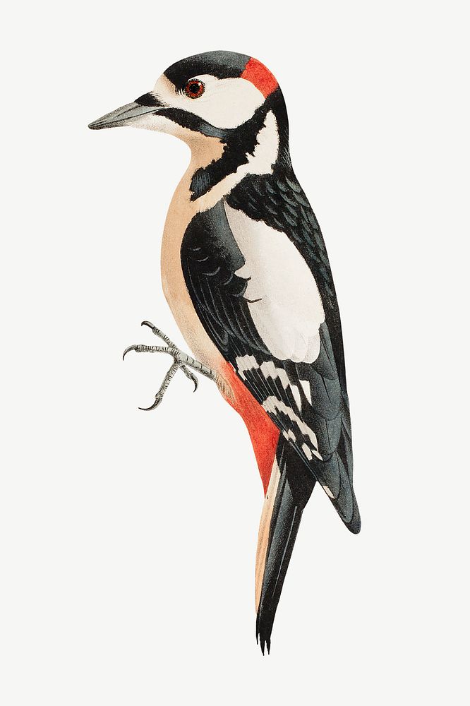 Woodpecker bird, vintage animal illustration by Wilhelm von Wright psd. Remixed by rawpixel.