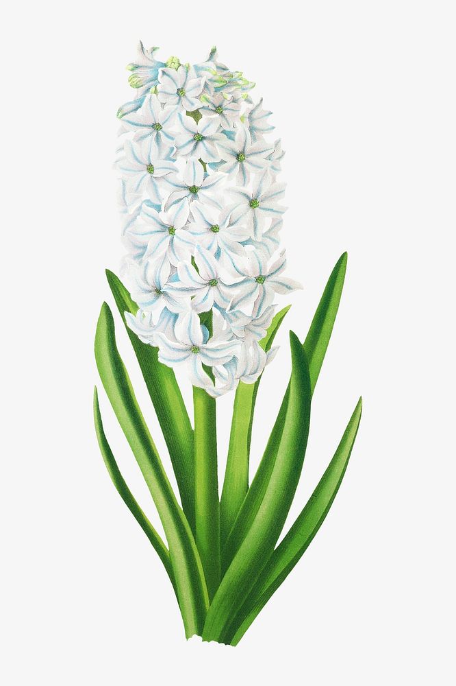 Hyacinths flower, vintage flower illustration by Arentine H. Arendsen. Remixed by rawpixel.