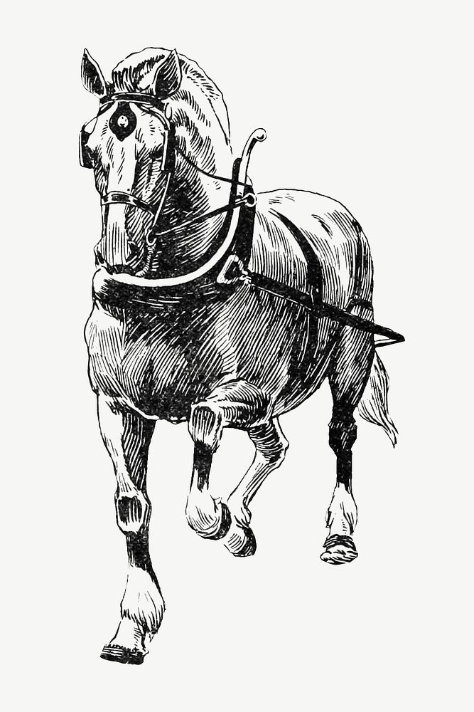Horse vintage illustration psd. Remixed by rawpixel. 