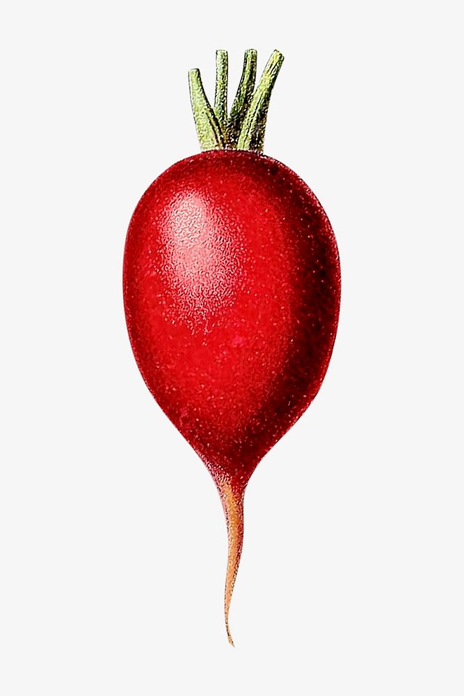Vintage radish chromolithograph collage element. Remixed by rawpixel. 