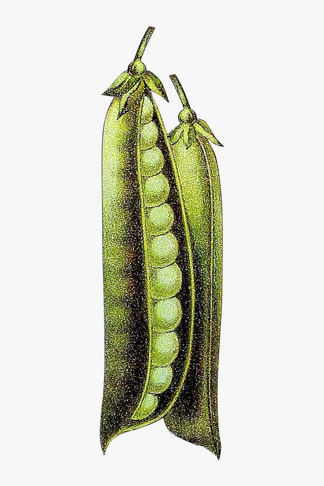 Vintage pea chromolithograph collage element. Remixed by rawpixel. 