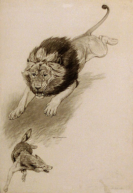 Lion attacking wolf (between 1890 and 1932) by Charles Livingston Bull