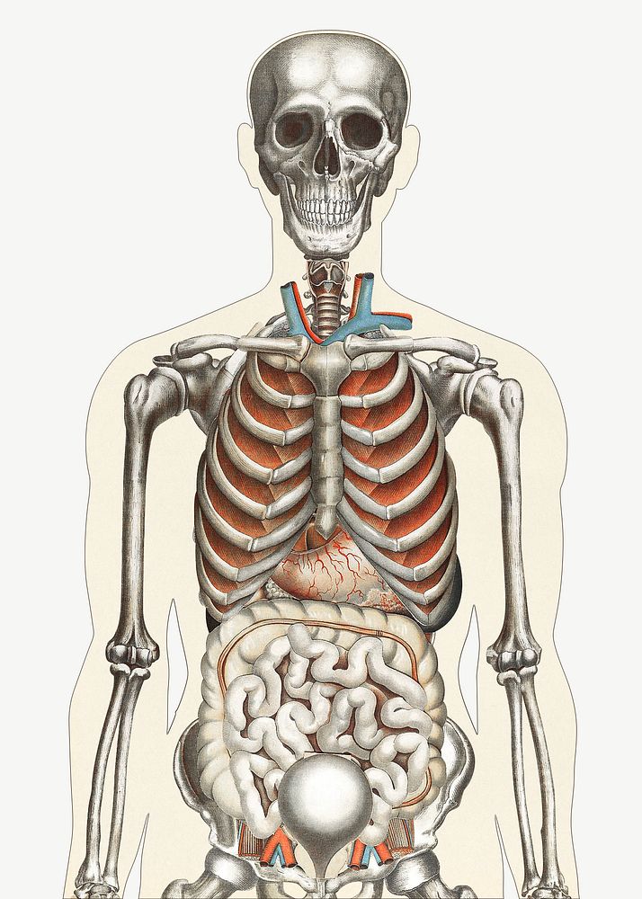 Human anatomy vintage illustration psd. Remixed by rawpixel. 