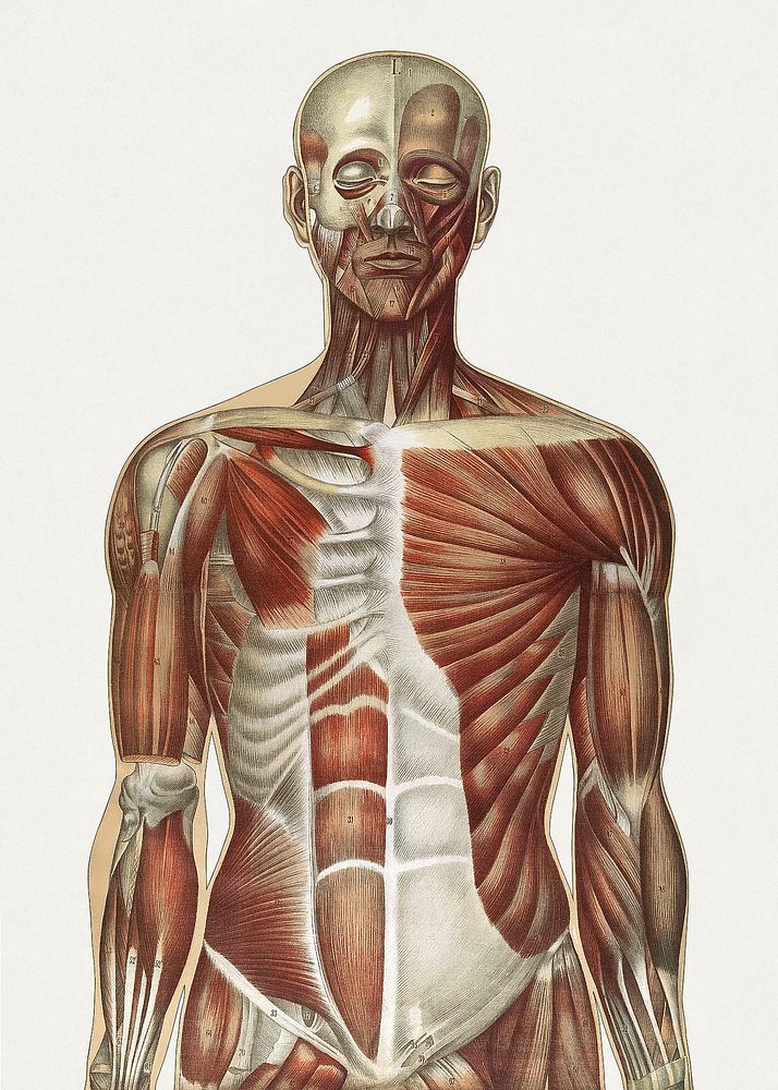The human body and natural size: colored and superimposed plates, with explanatory text (1899) vintage illustration by…
