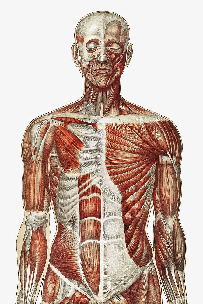 Human anatomy vintage illustration. Remixed by rawpixel. 