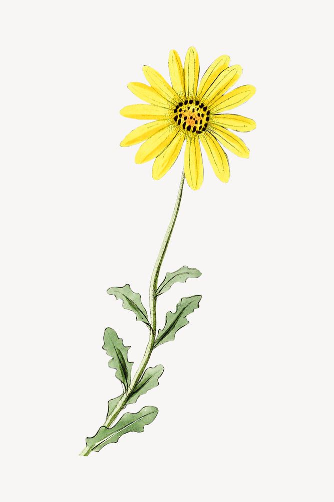 Vintage yellow flower illustration psd