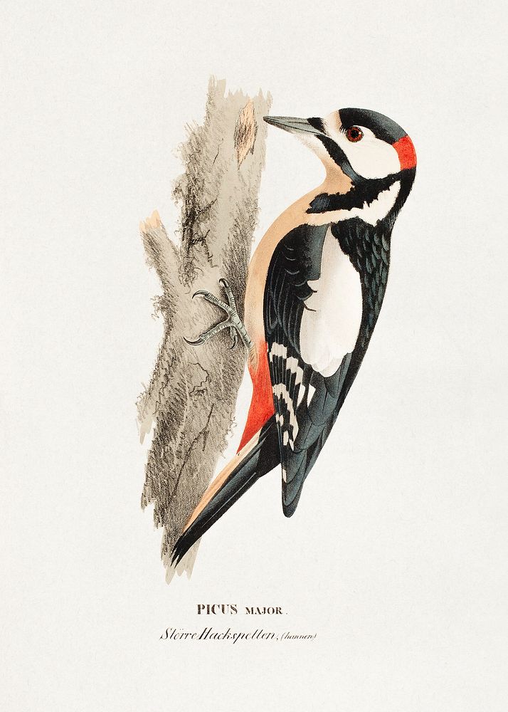 Great spotted woodpecker, male (1828 - 1838), vintage bird illustration by Wilhelm von Wright. Original public domain image…