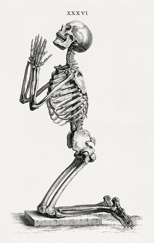 Human skeleton kneeling in prayer (1733), vintage illustration by William Cheselden. Original public domain image from…