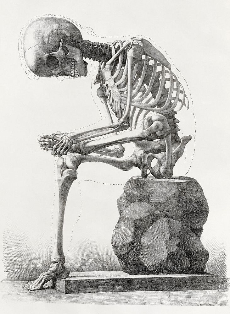 Elementi di anatomia, Elements of anatomy (1873-1839), vintage illustration by Francesco Bertinatti and Mecco Leone.…