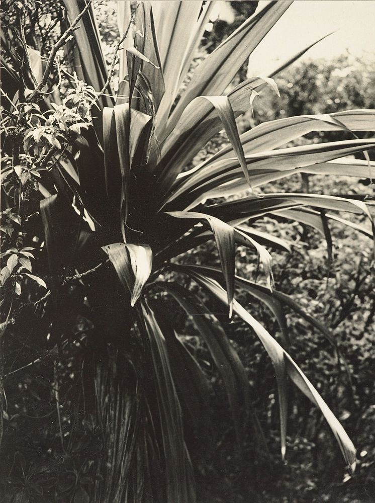 Cabbage tree (Cordyline indivisa) by J W Chapman Taylor.