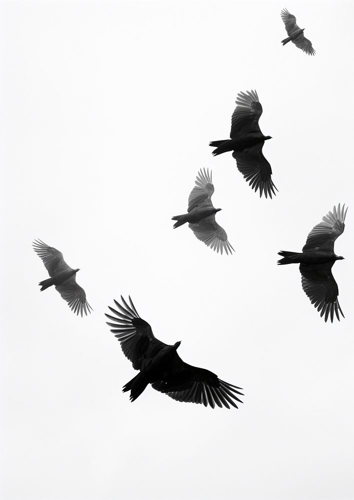 Birds on the sky animal motion flying. 