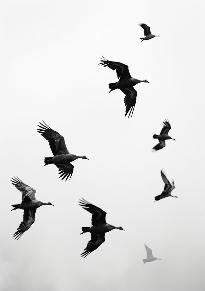 Birds animal motion flying. AI generated Image by rawpixel.