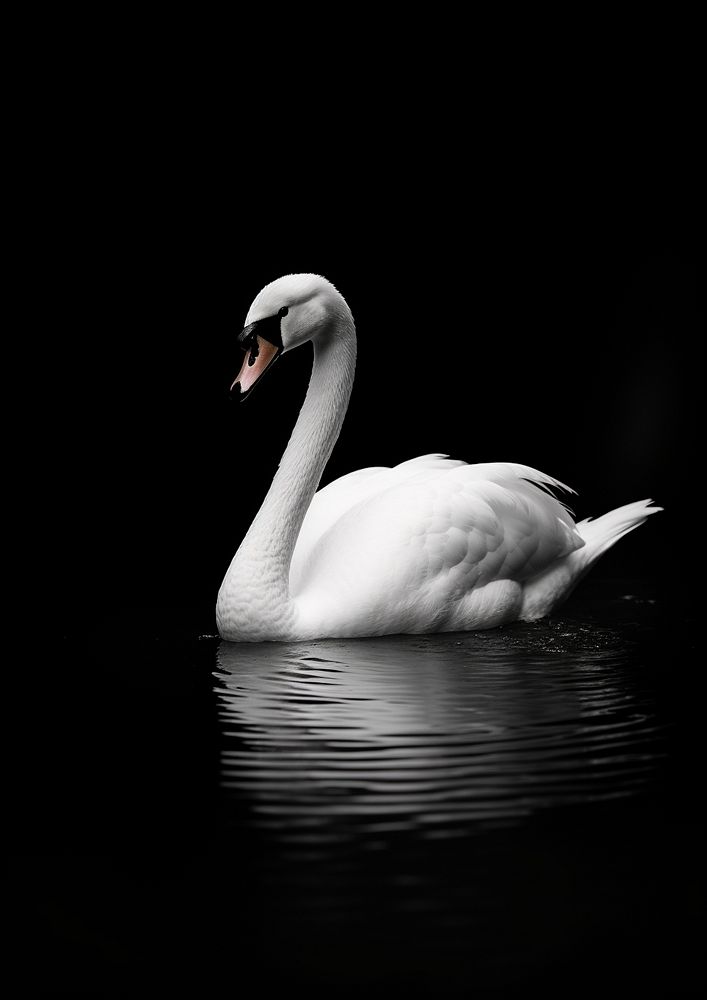 A white swan in black river outdoors animal nature. AI generated Image by rawpixel.
