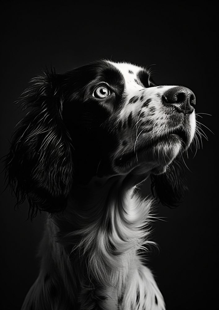 A cool dog photography portrait animal. AI generated Image by rawpixel.