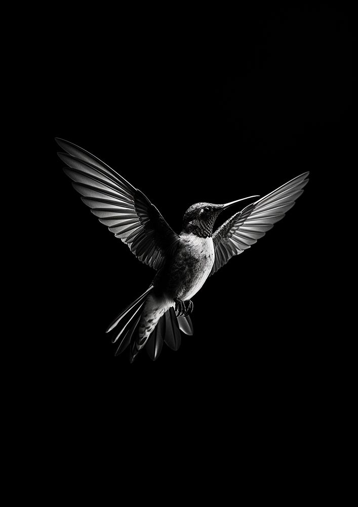 A hummingbird animal motion flying. 