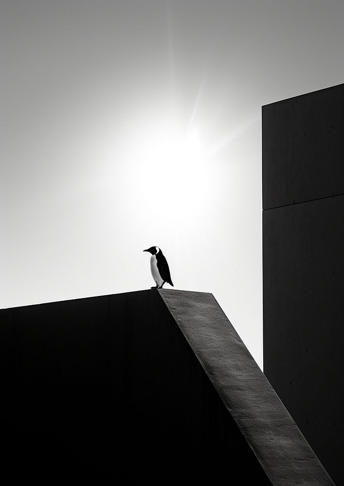 A penguin and the sky silhouette outdoors animal. AI generated Image by rawpixel.