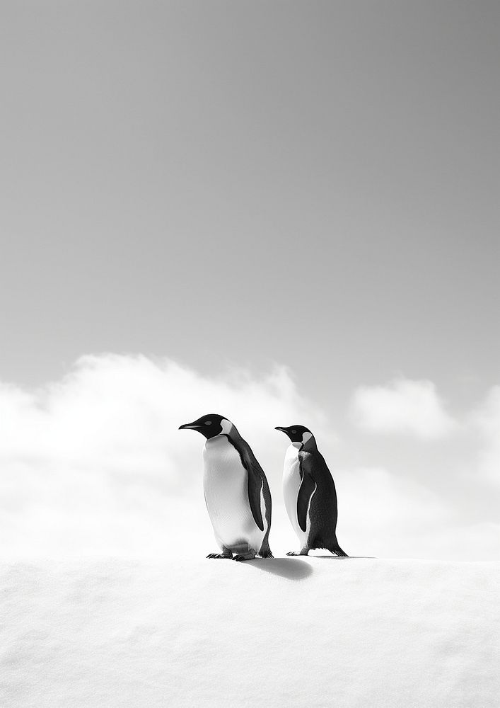A penguin and the sky animal white black. AI generated Image by rawpixel.