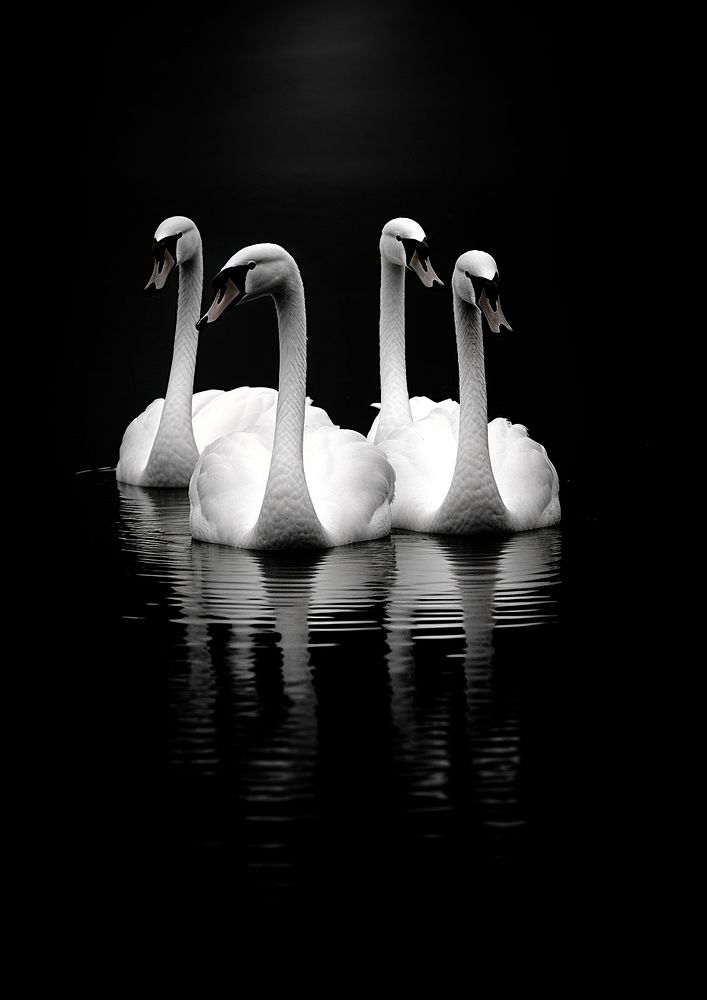 Four white swan in the black river animal bird beak. AI generated Image by rawpixel.