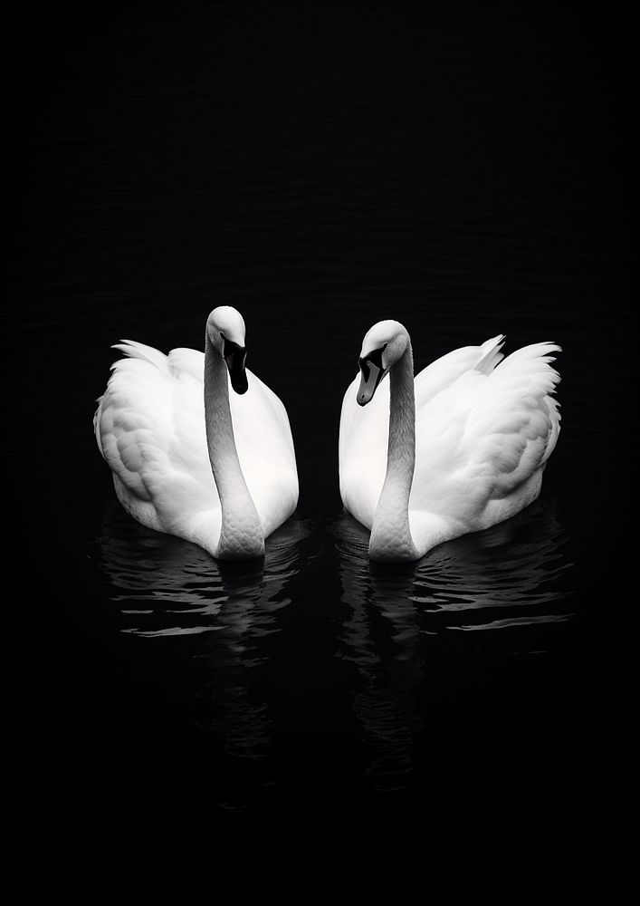 Two white swan in the black river animal bird beak. AI generated Image by rawpixel.