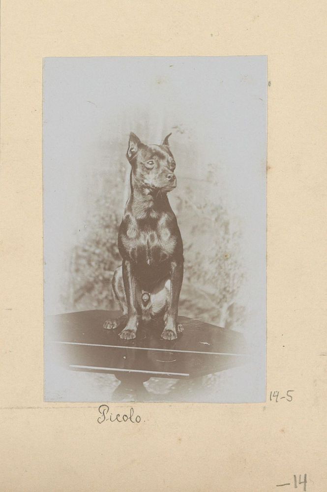 Portret van Picolo de hond (in or after 1890 - in or before 1894) by Hendrik Herman van den Berg