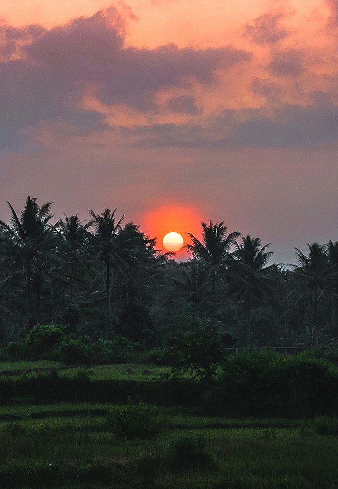 Sunset over palm trees in Bali, Indonesia