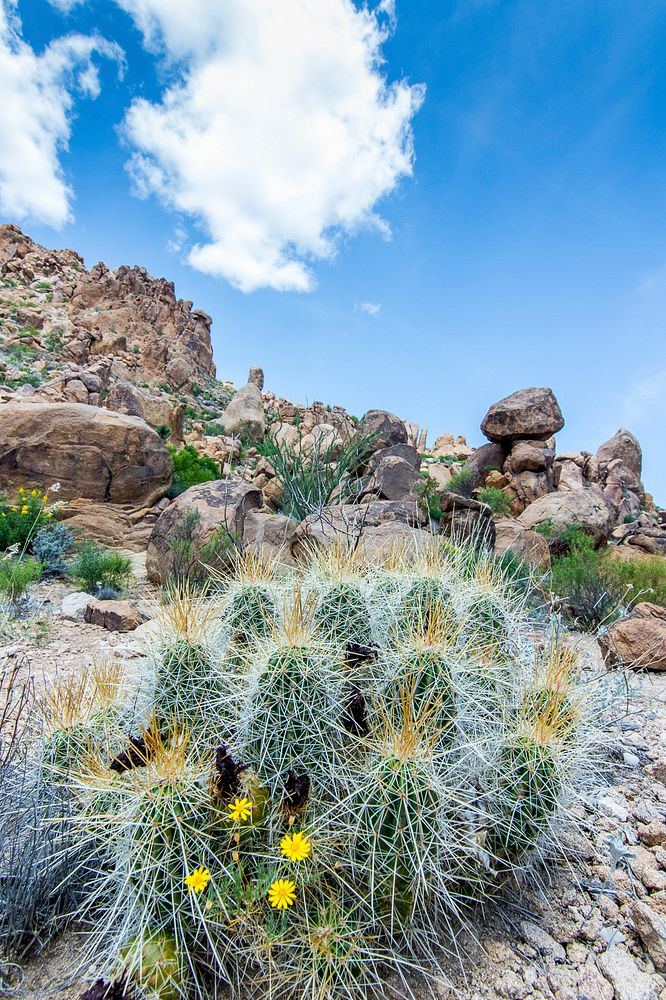 Cactus at Joshua Tree National Park, United States