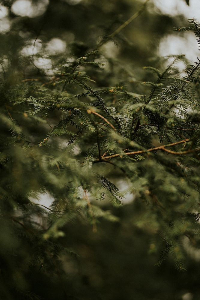 Close up of a pine tree