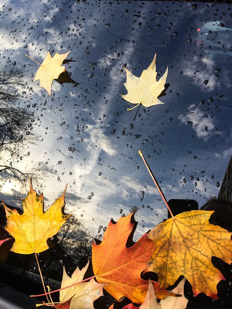 A close up of a car's reflective windshield, spattered with water droplets and a several autumn maple leaves.