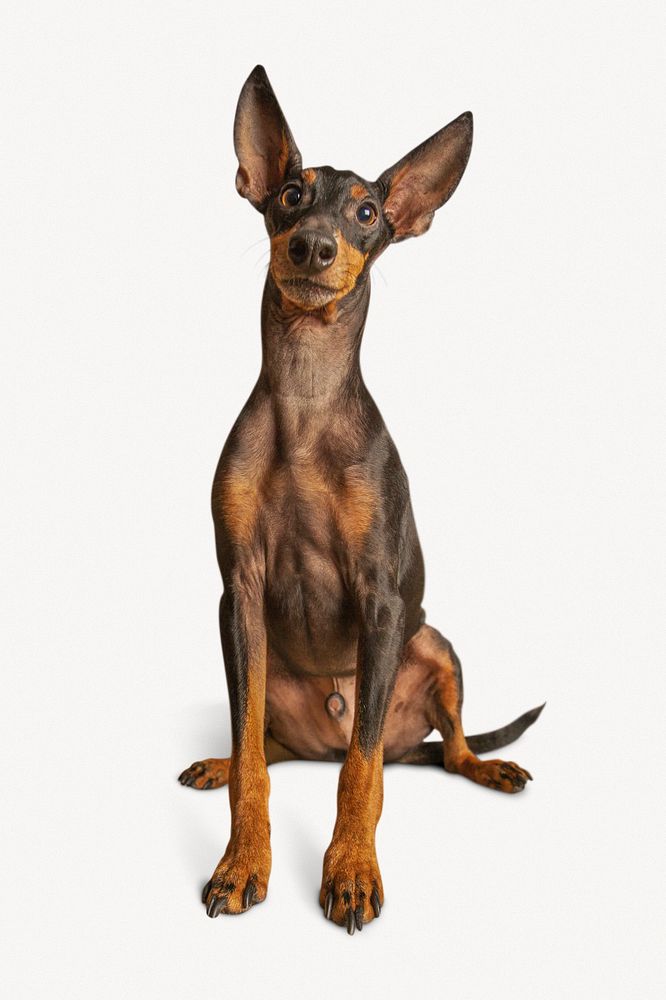 Dog isolated on white, Miniature Pinscher psd