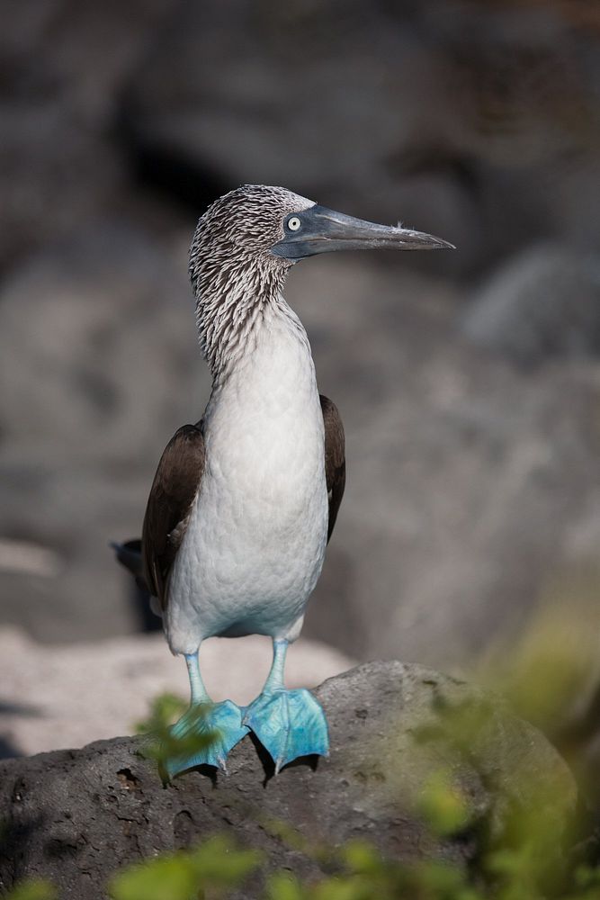 Free blue footed booby standing on rock image, public domain animal CC0 photo.