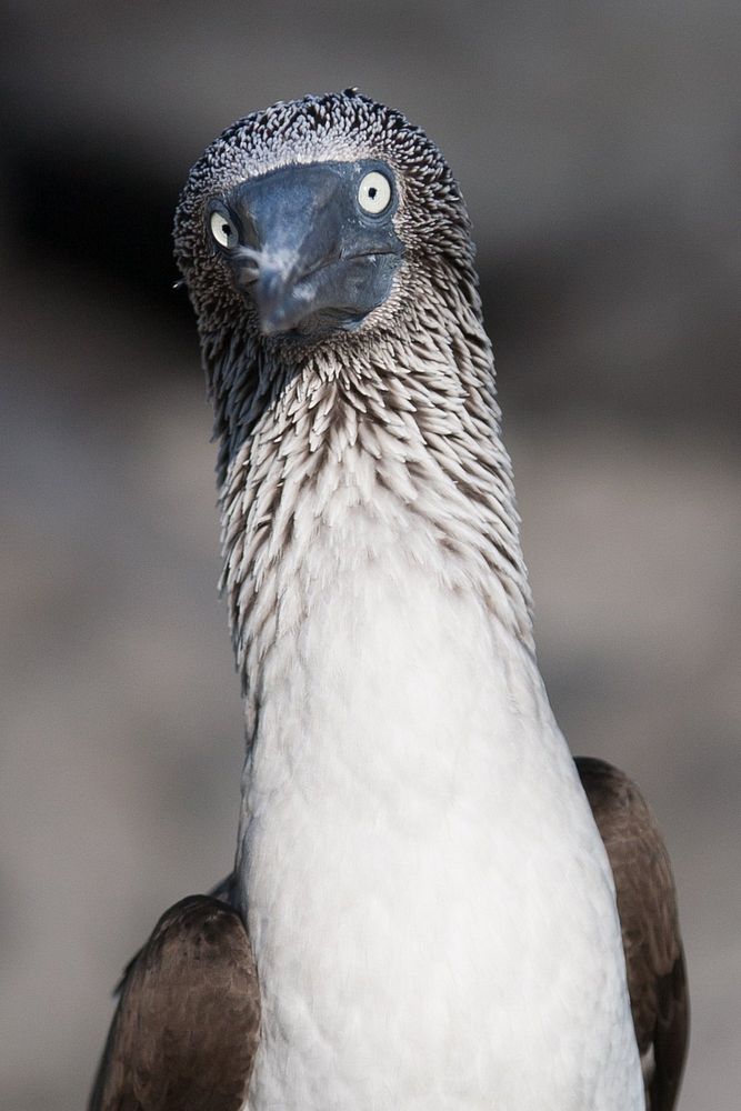 Free blue footed booby's face image, public domain animal CC0 photo.
