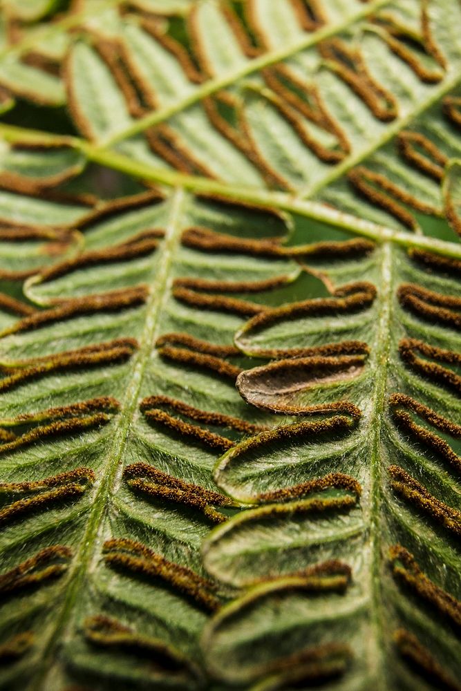 Leaf texture, bracken fern background