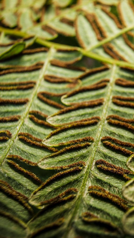 Bracken fern leaf phone wallpaper, nature high definition background