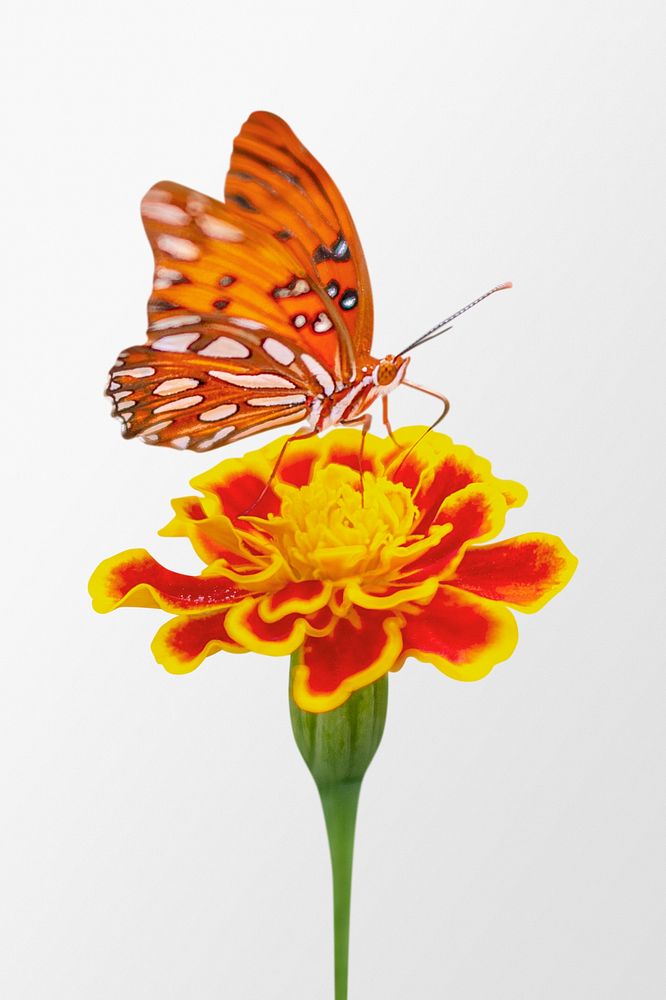 Orange butterfly on marigold flower cliaprt