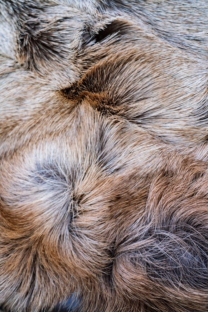 Fluffy rug, animal fur texture, brown background
