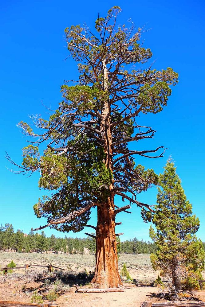 Hangman's TreeStop 5 of the Gold Fever Trail near Big Bear Lake.Forest Service photo by Tania C. Parra. Original public…