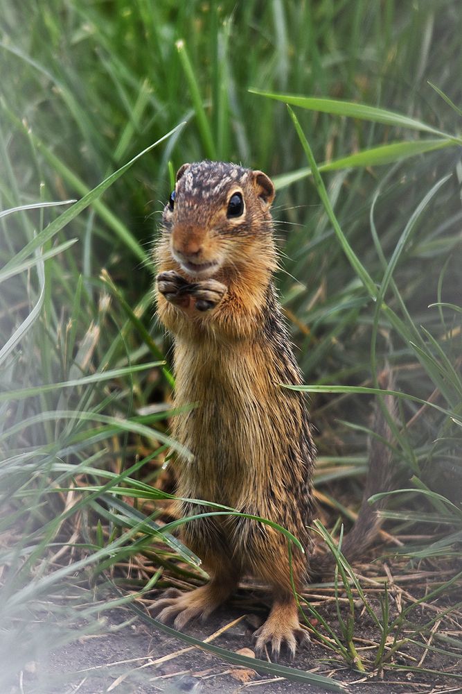 Thirteen-lined ground squirrelWe spotted this thirteen-lined ground squirrel foraging on seeds that had fallen from the bird…
