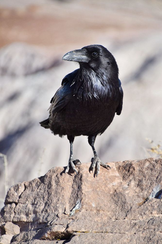 Common ravenLarge, glossy black bird with a heavy bill, perched on a rock Credit NPS/Andy Bridges. Original public domain…