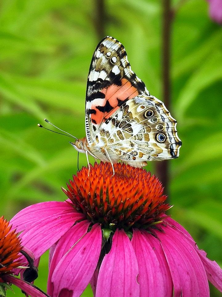 Painted lady butterfly nectaring pink flower. Original public domain image from Flickr