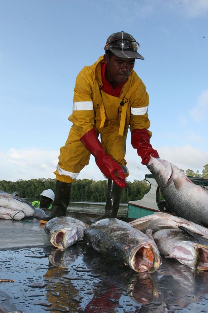 A worker unloads fish at the Maria Bintang Laut& fish cooperative in Pomako