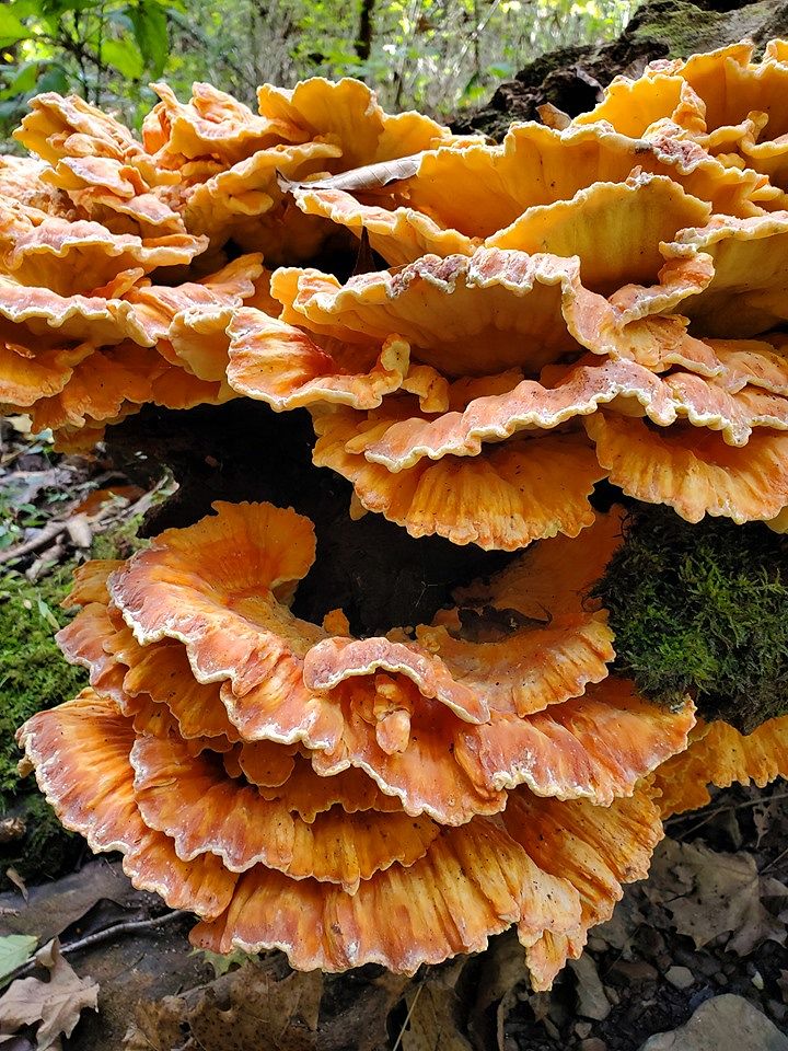 The woods are full of amazing mushrooms, and the closer you look, the more you see.